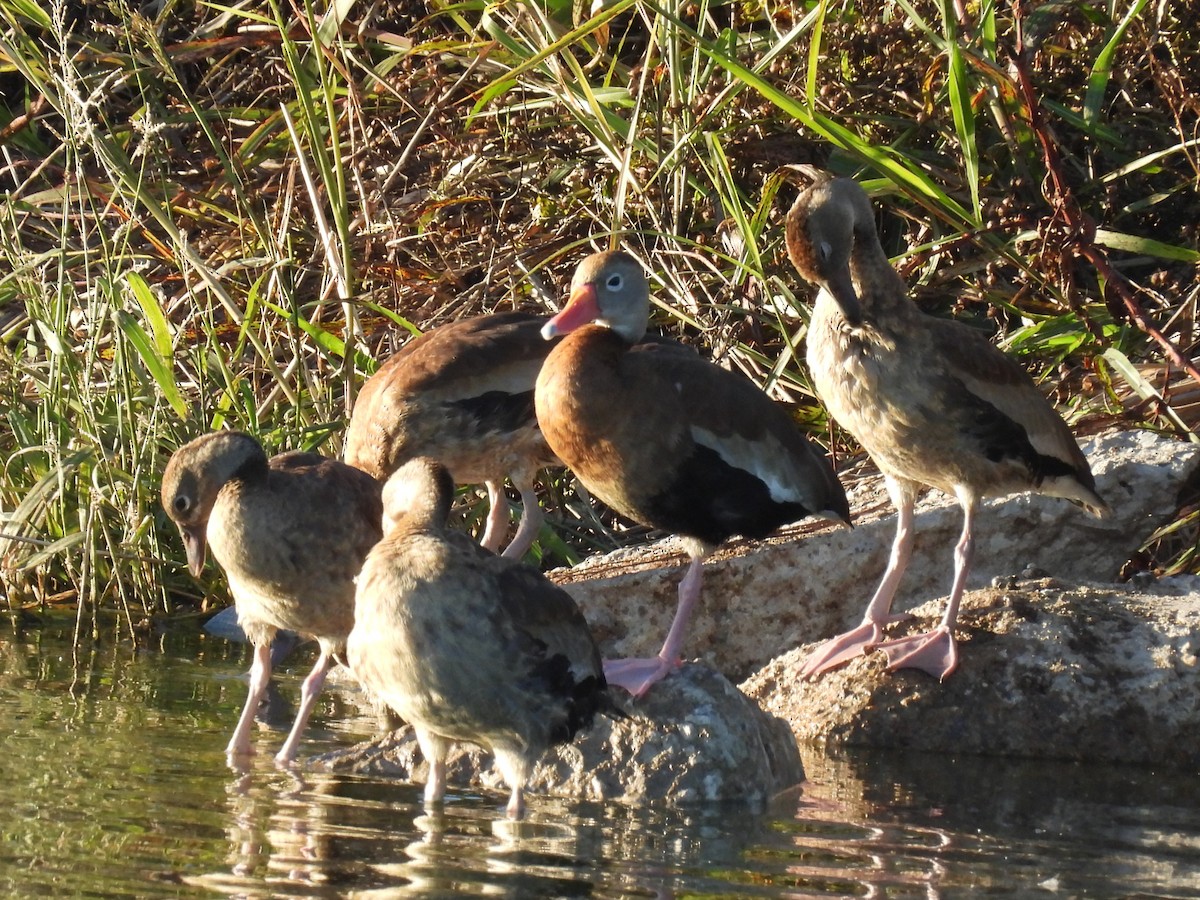 Black-bellied Whistling-Duck - ML644685479