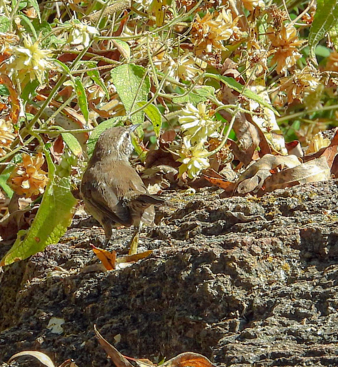 Bewick's Wren - ML644685481
