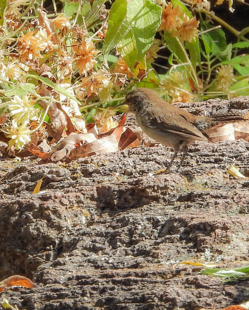 Bewick's Wren - ML644685482