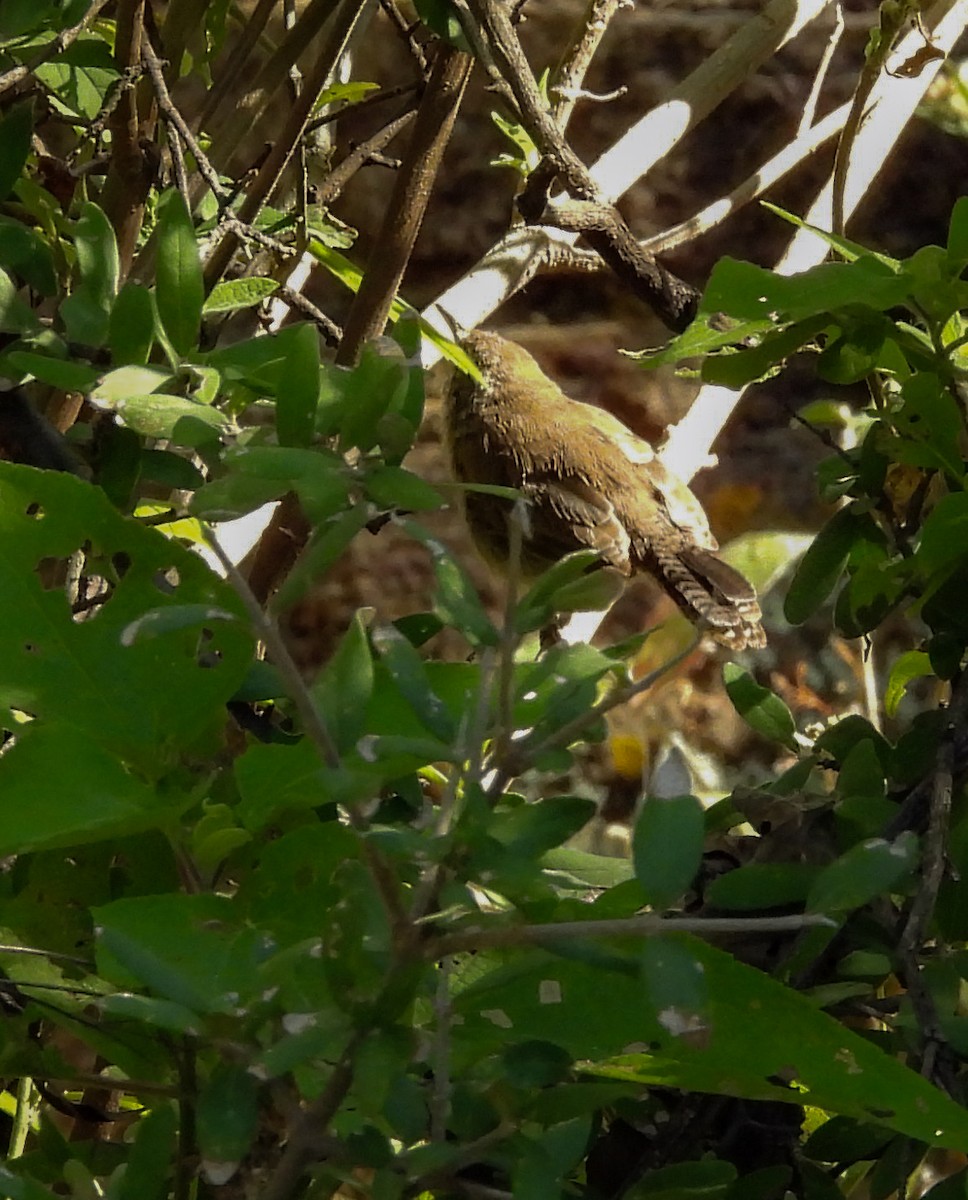 Bewick's Wren - ML644685483