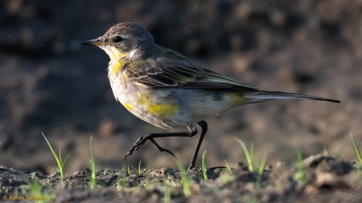 西方黃鶺鴒 - ML644685484