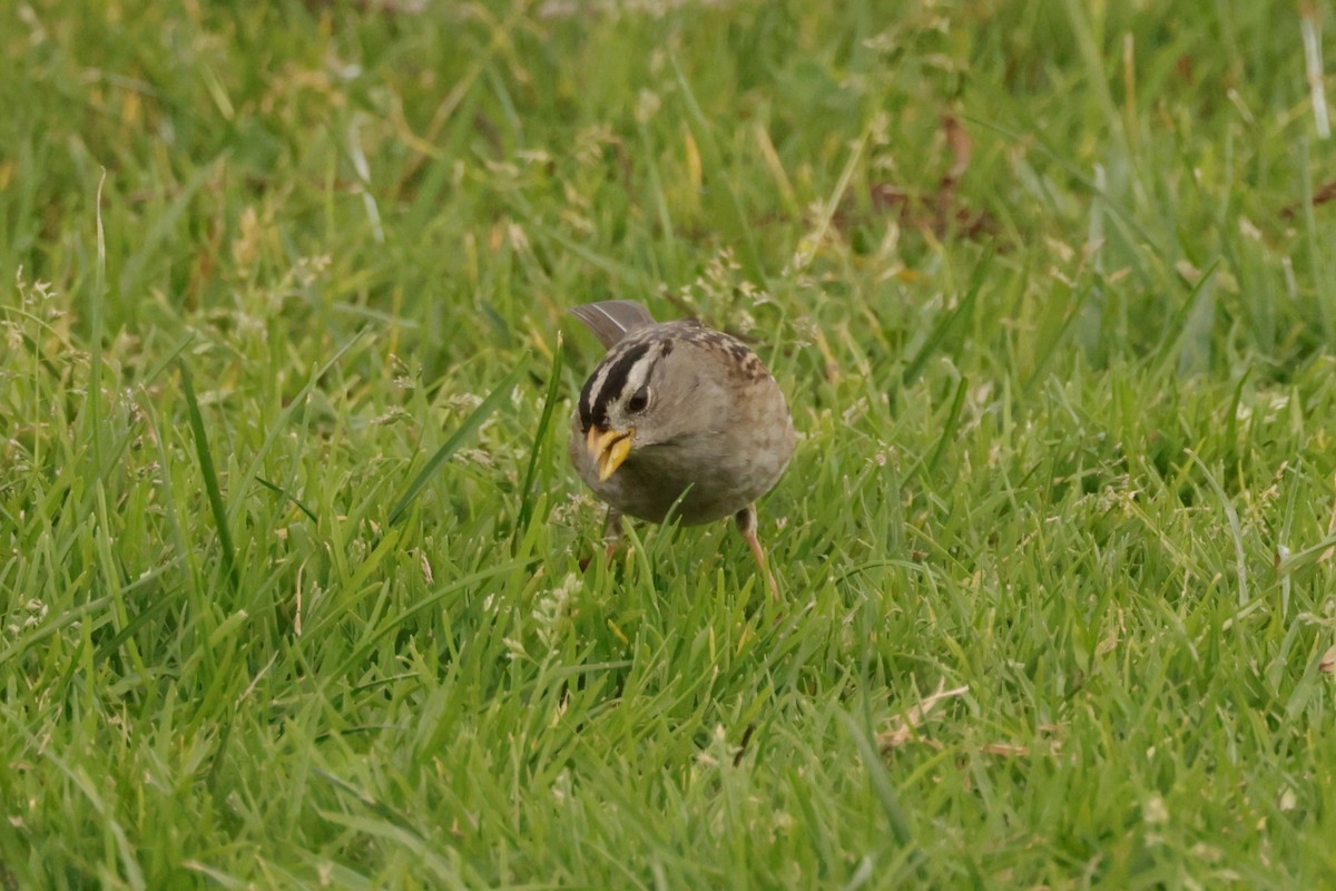 White-crowned Sparrow - ML644685485