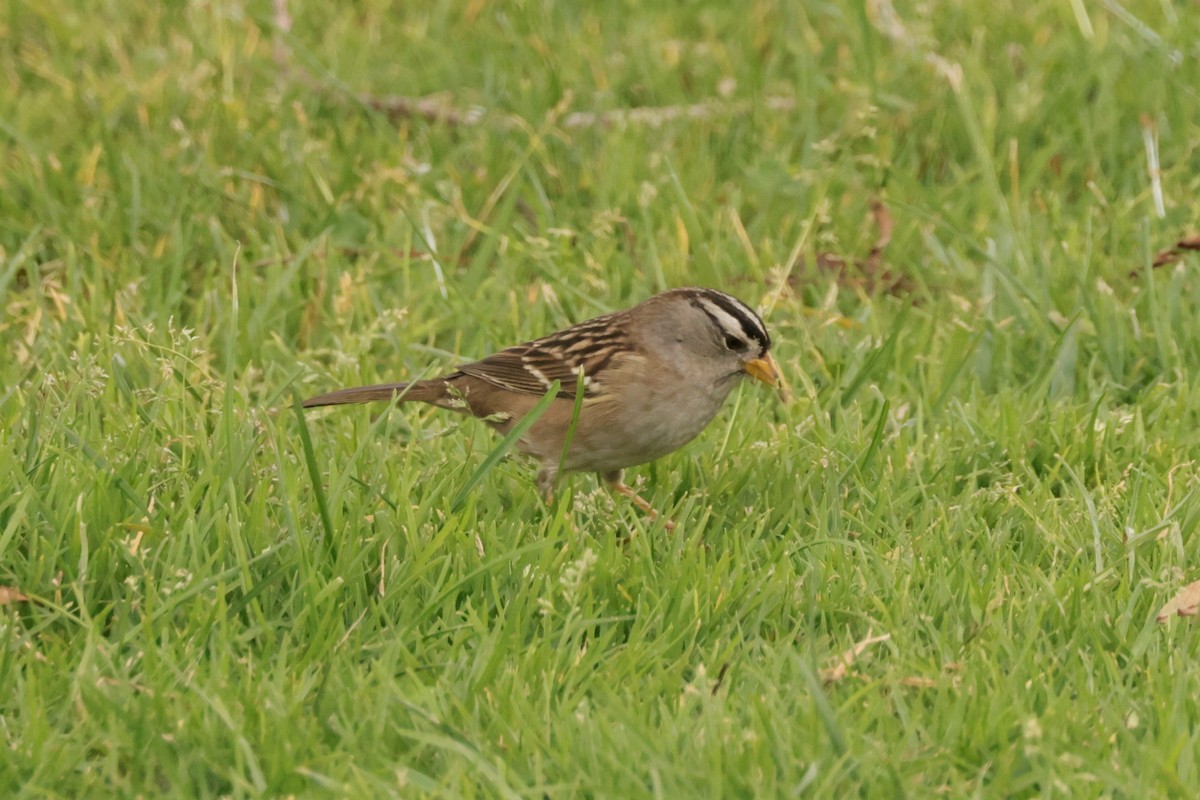 White-crowned Sparrow - ML644685486