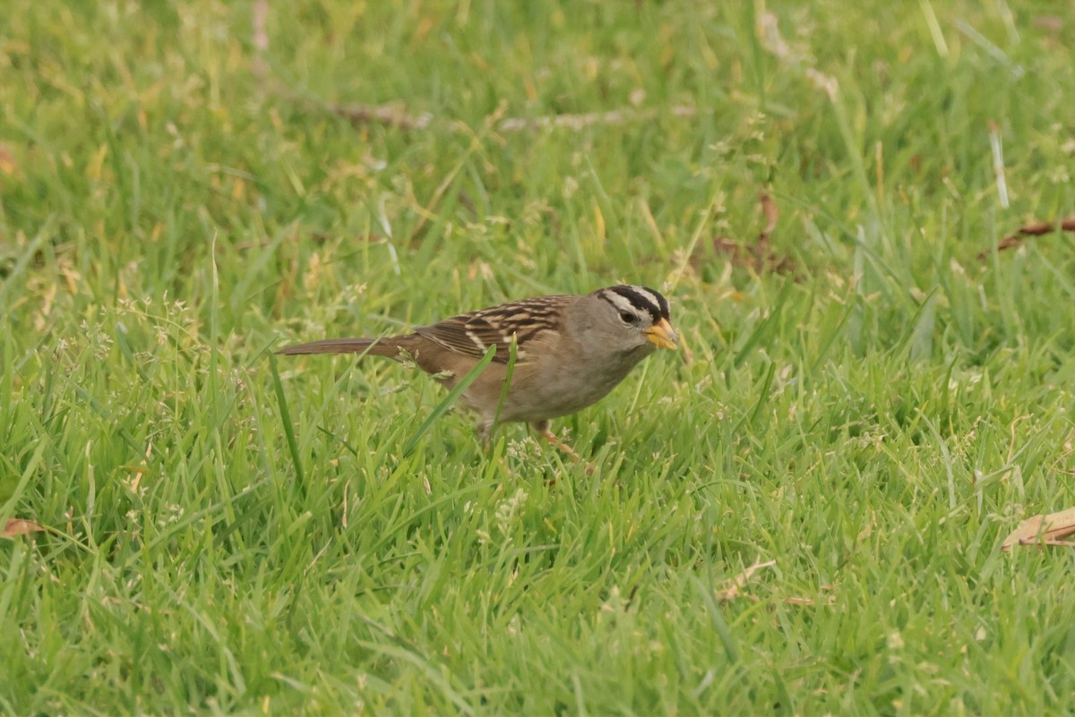 White-crowned Sparrow - ML644685487