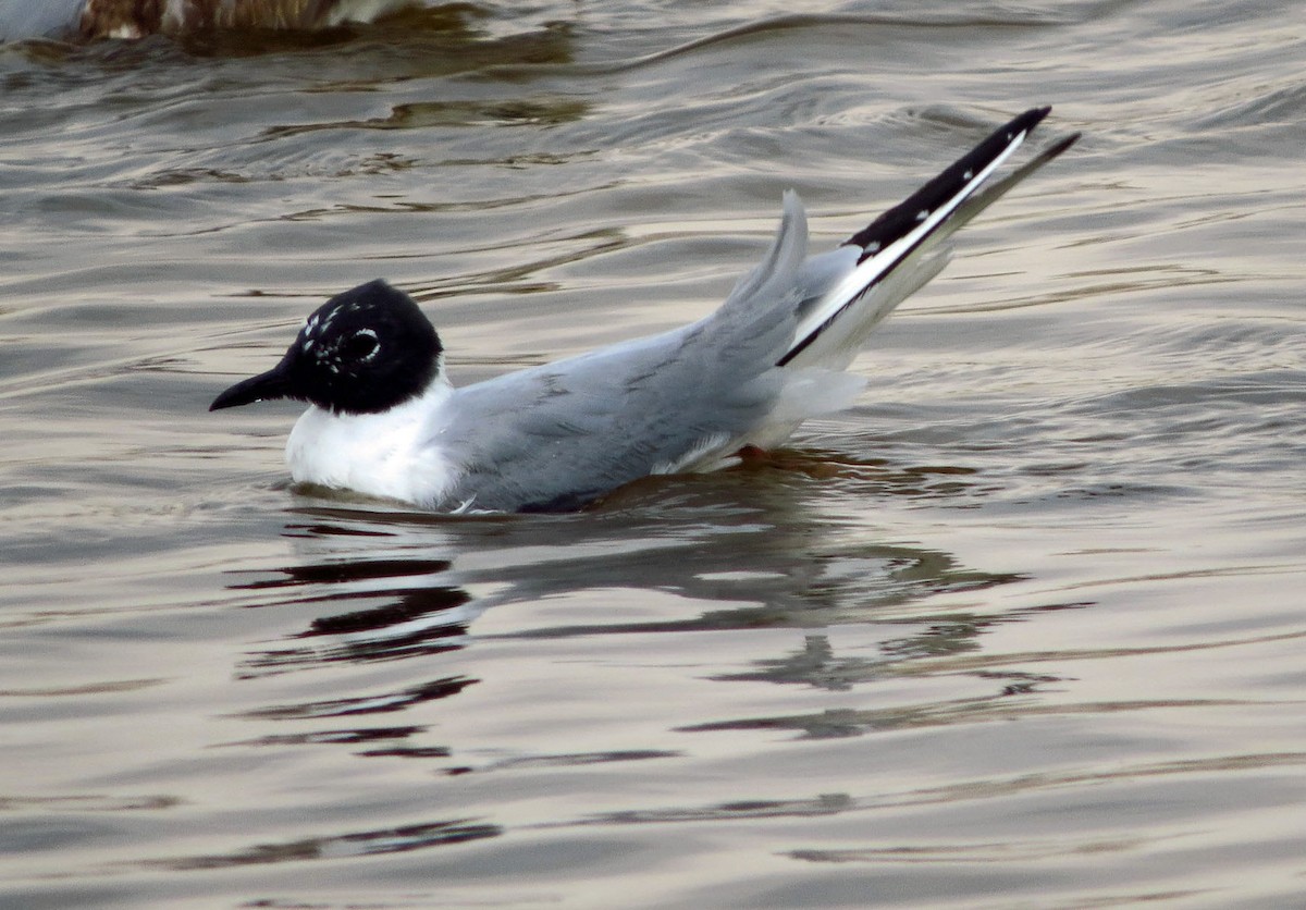 Bonaparte's Gull - ML644685488