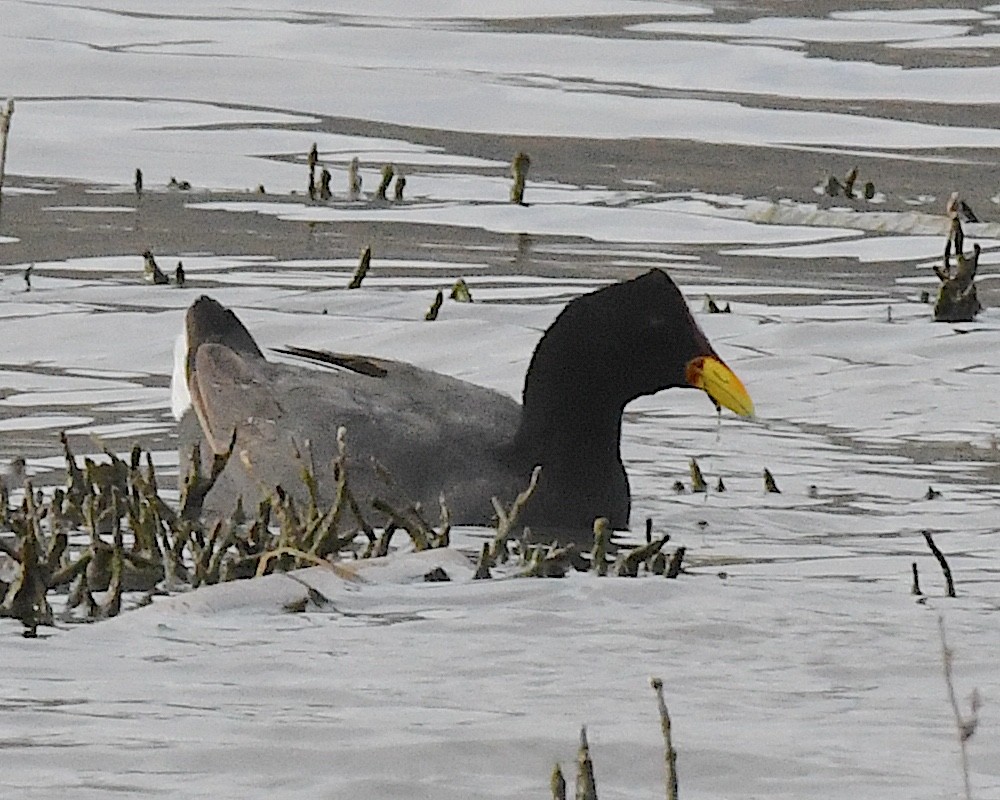 Red-fronted Coot - ML644685489