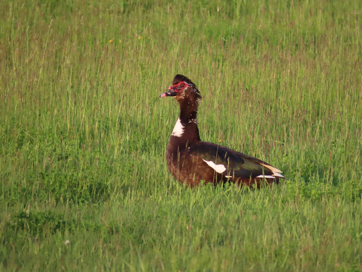 番鴨(馴化)(薑母鴨) - ML644685490