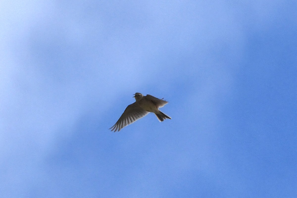 歐亞雲雀 - ML644685491