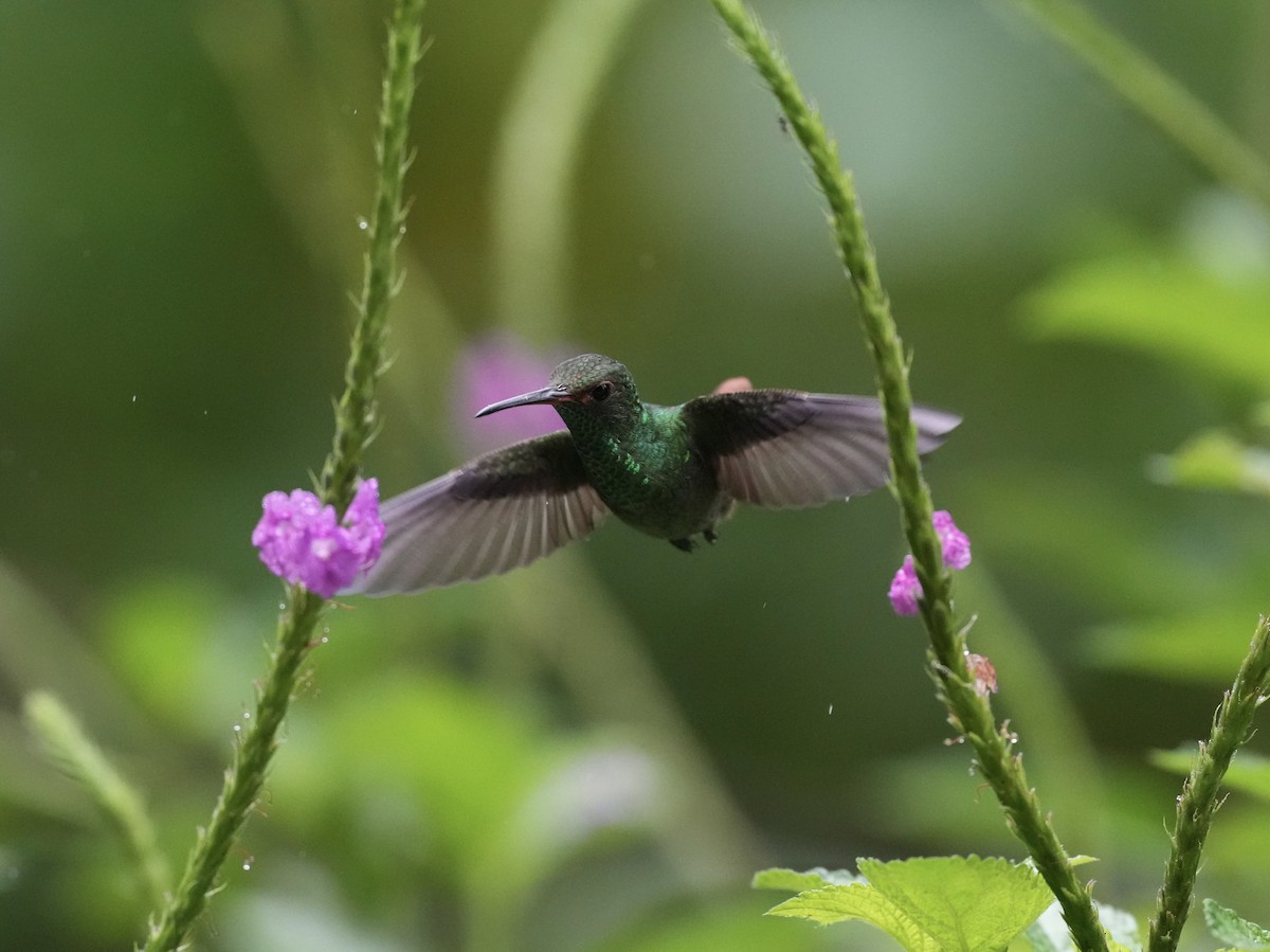 Rufous-tailed Hummingbird - ML644685492