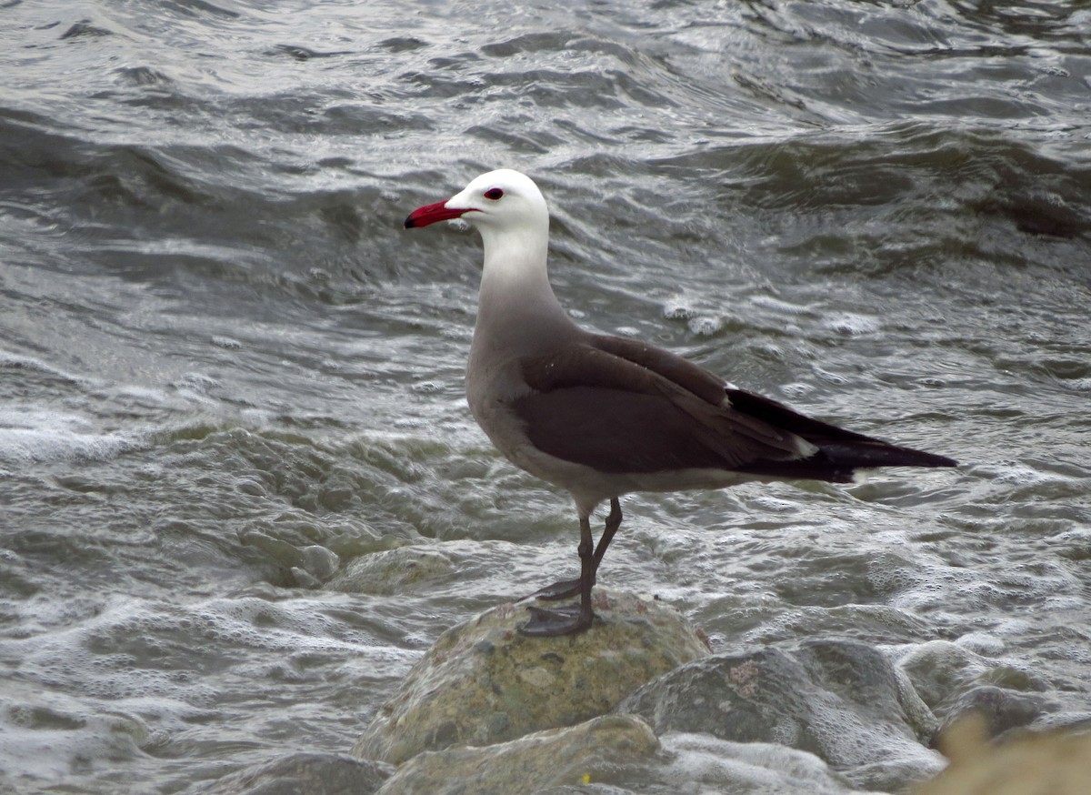 American Herring Gull - ML644685494