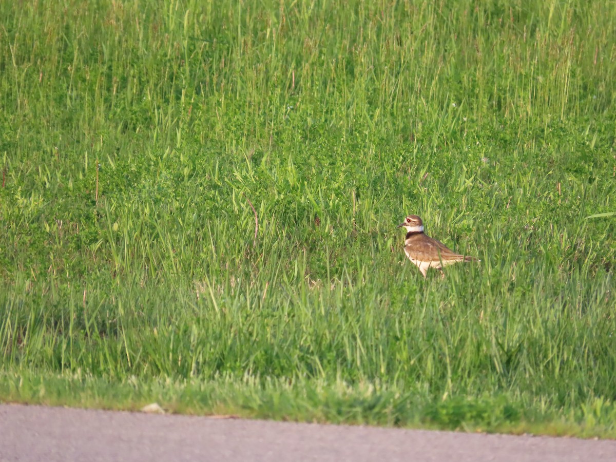 Killdeer - ML644685496