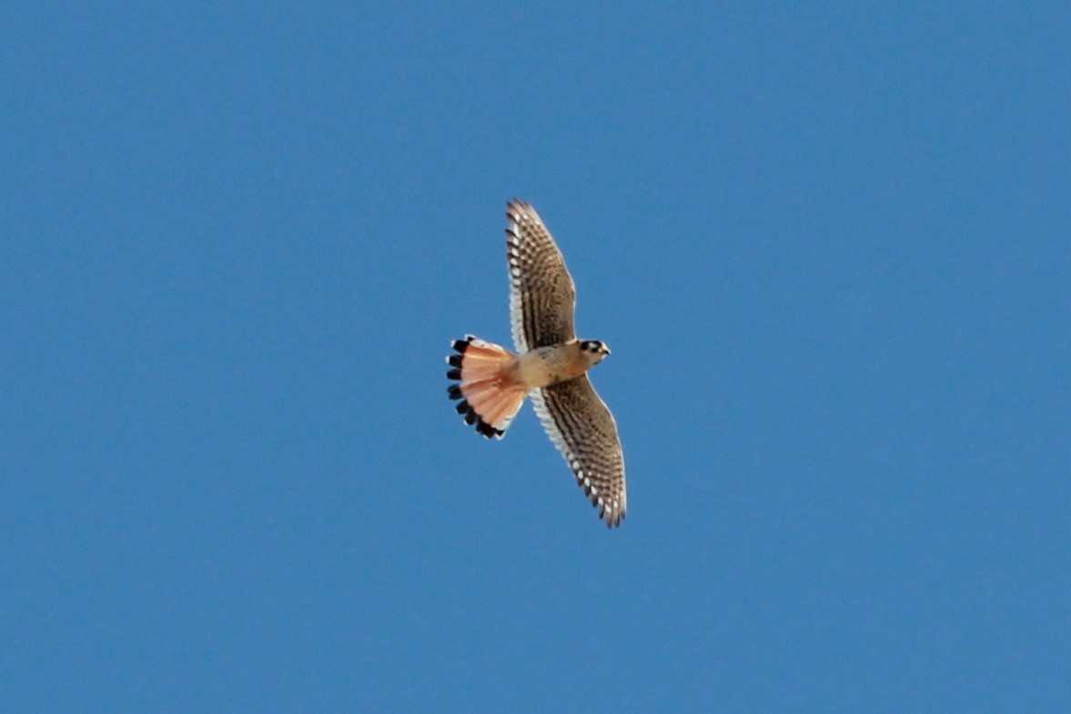 American Kestrel - ML644685499
