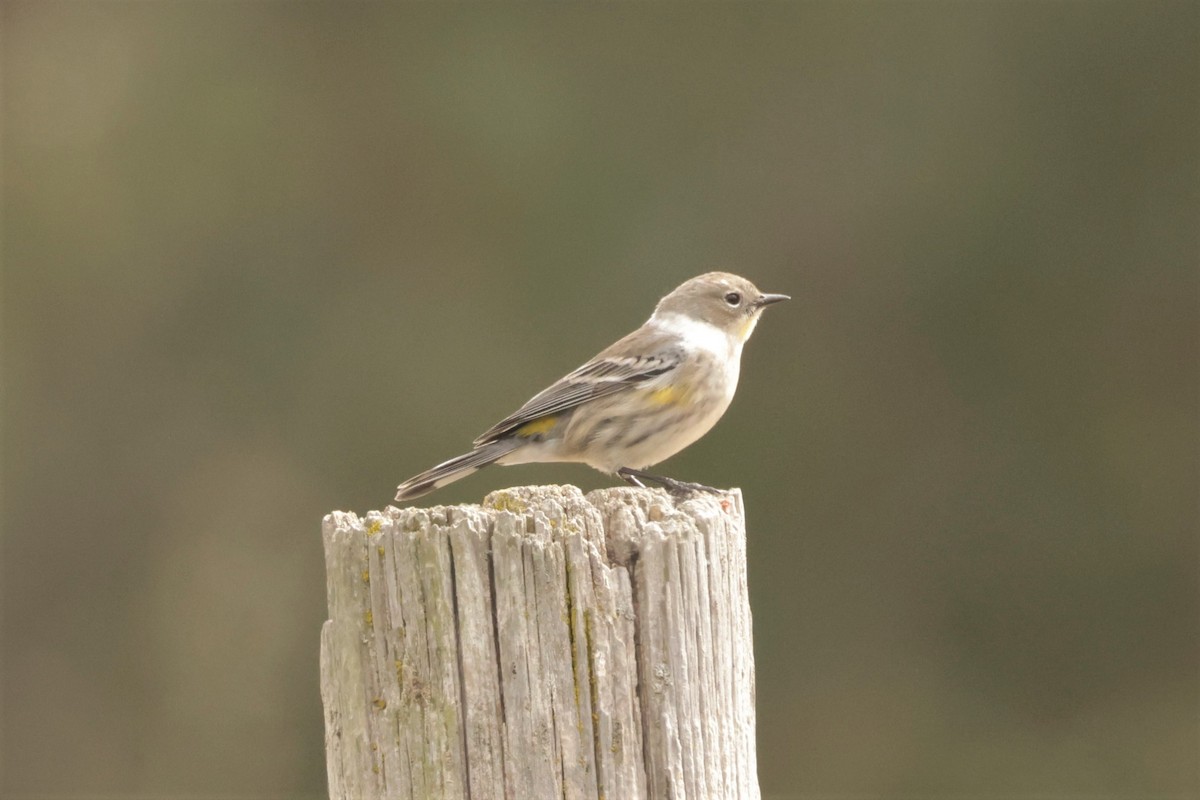 Yellow-rumped Warbler (Audubon's) - ML644685500