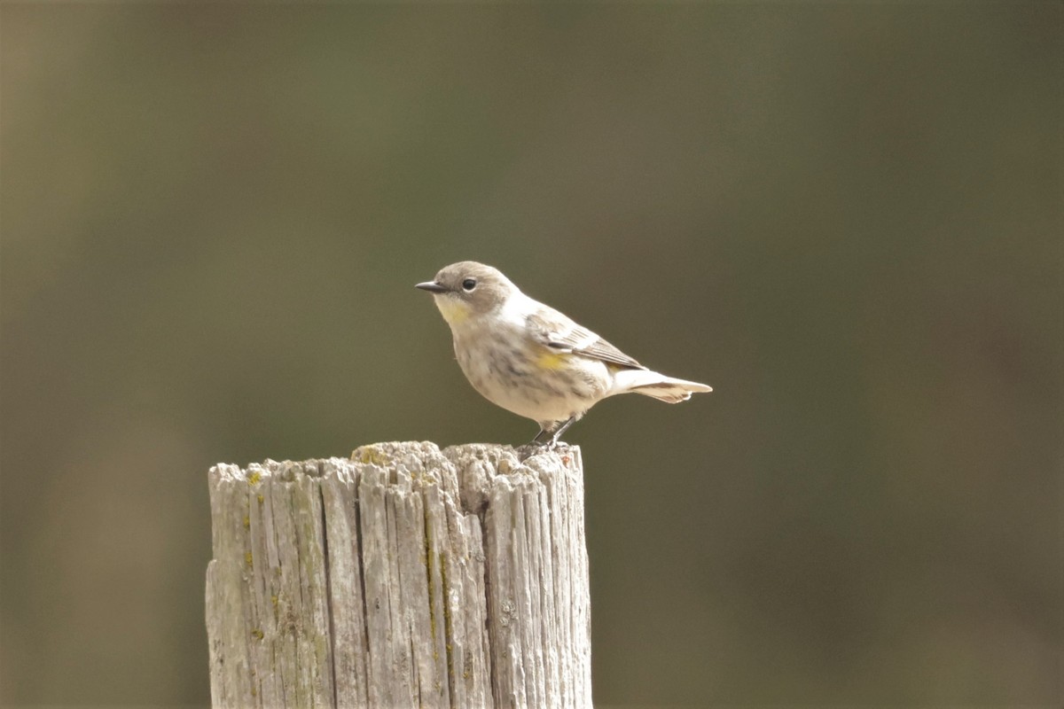 Yellow-rumped Warbler (Audubon's) - ML644685501