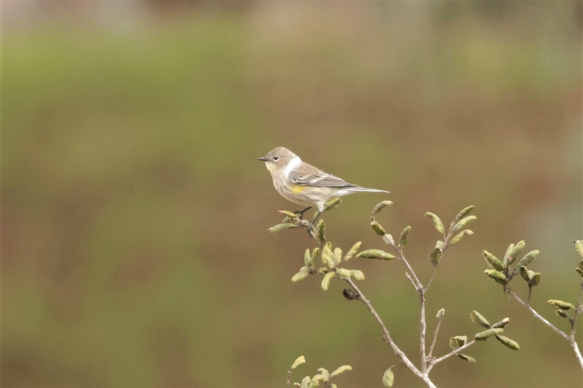 Yellow-rumped Warbler (Audubon's) - ML644685502