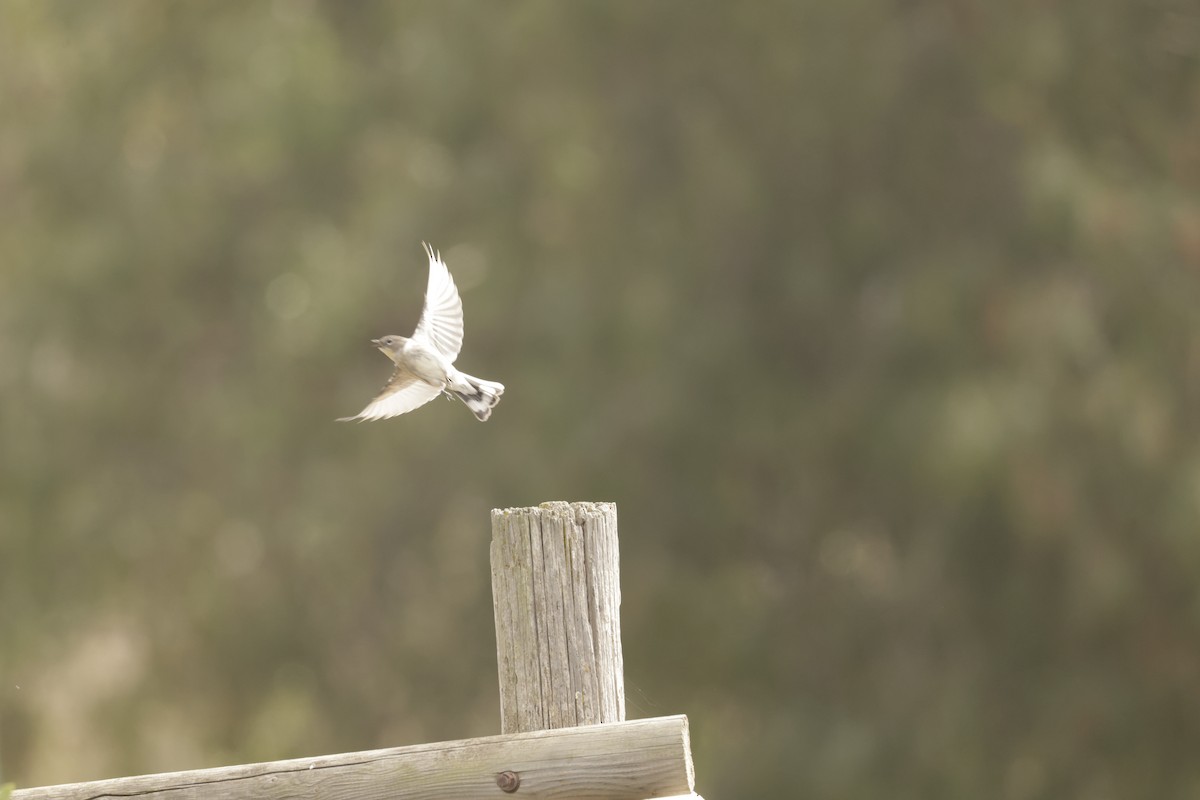 Yellow-rumped Warbler (Audubon's) - ML644685503