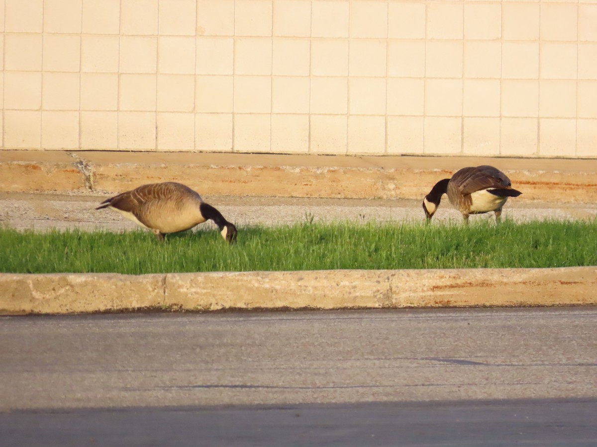 Канад галуу - ML644685504