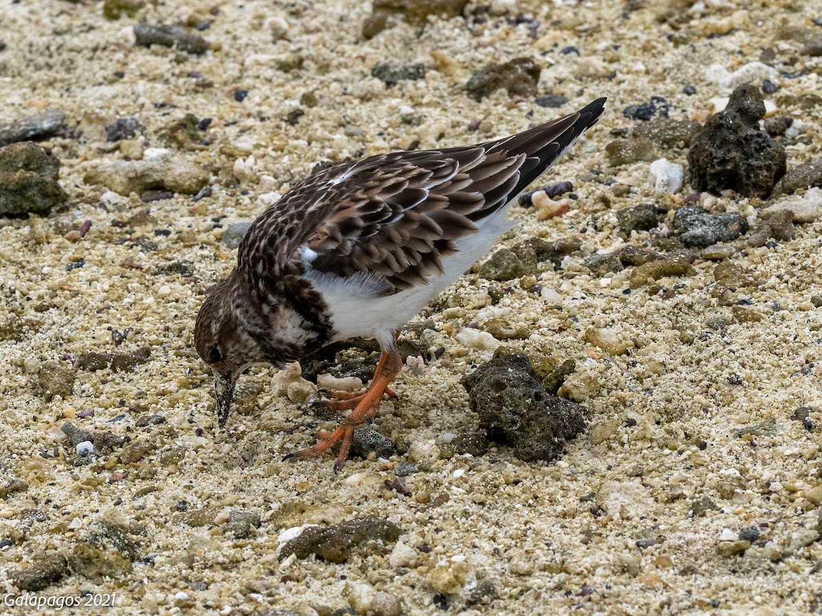 Harri-iraulari arrunta - ML644685507