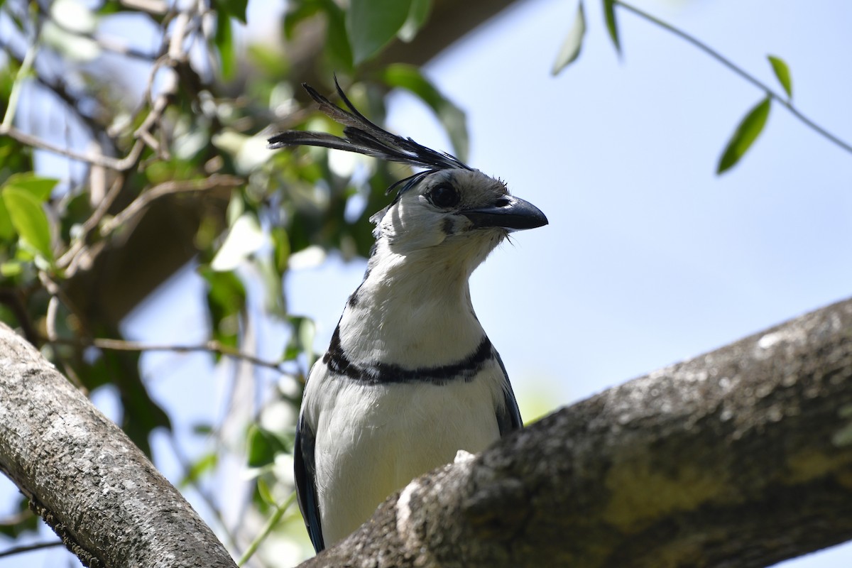 Сойка білогорла - ML644685511