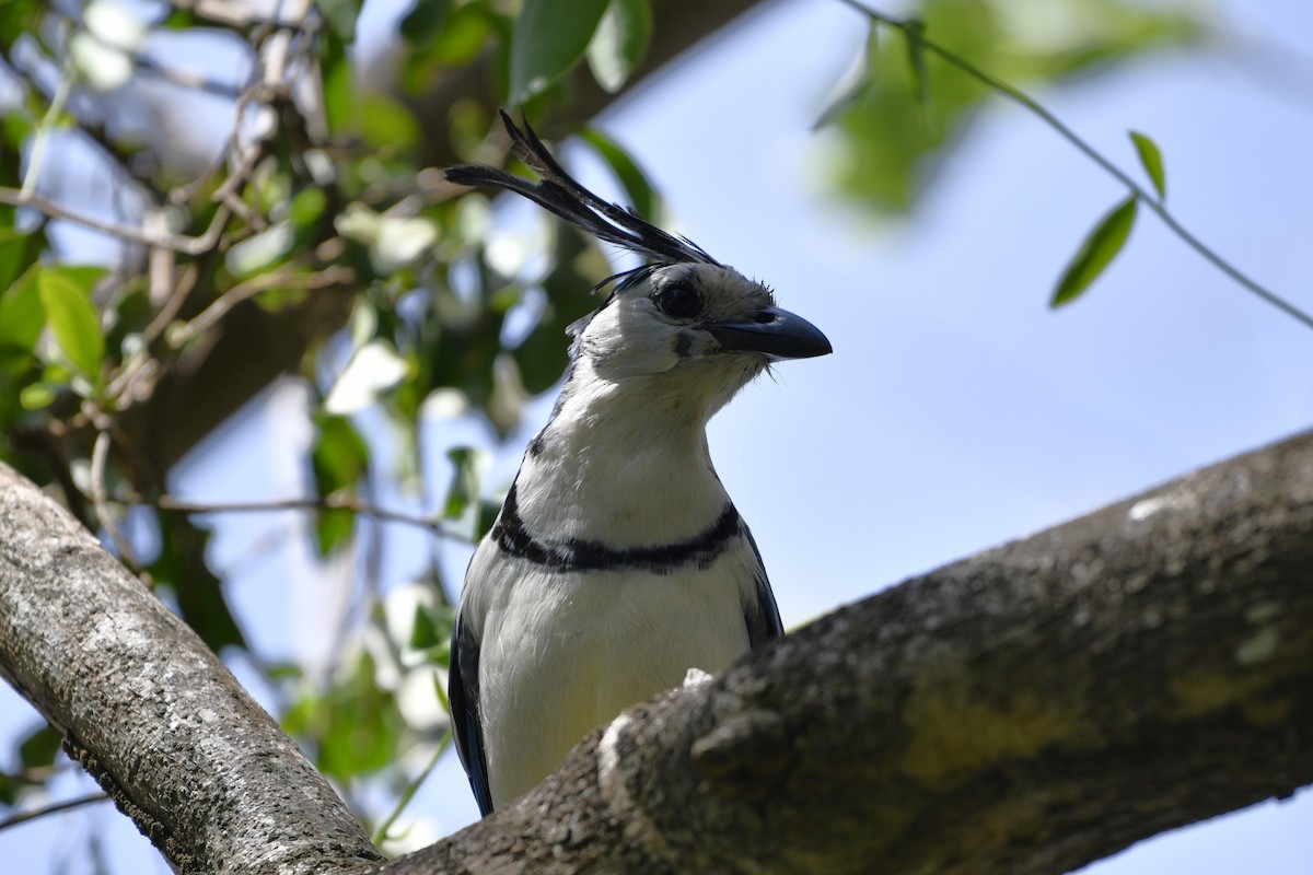 Сойка білогорла - ML644685512