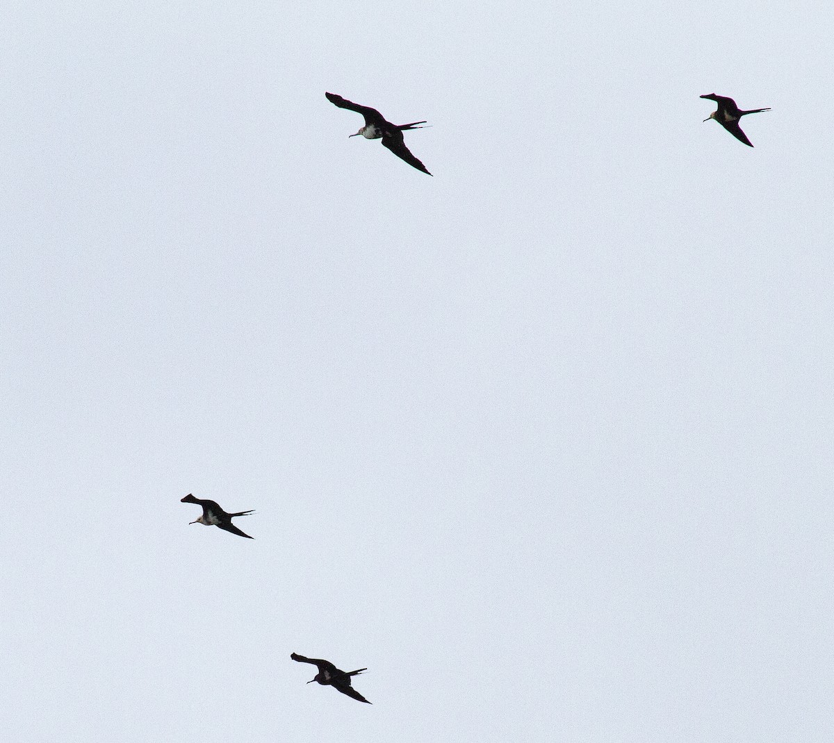 Fragata txikia - ML644685516