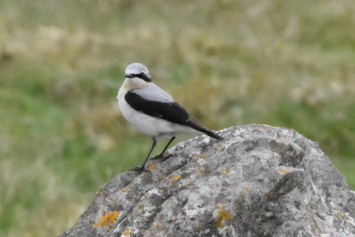 ハシグロヒタキ - ML644685517