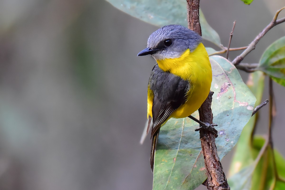 Жёлтая дриада - ML644685519