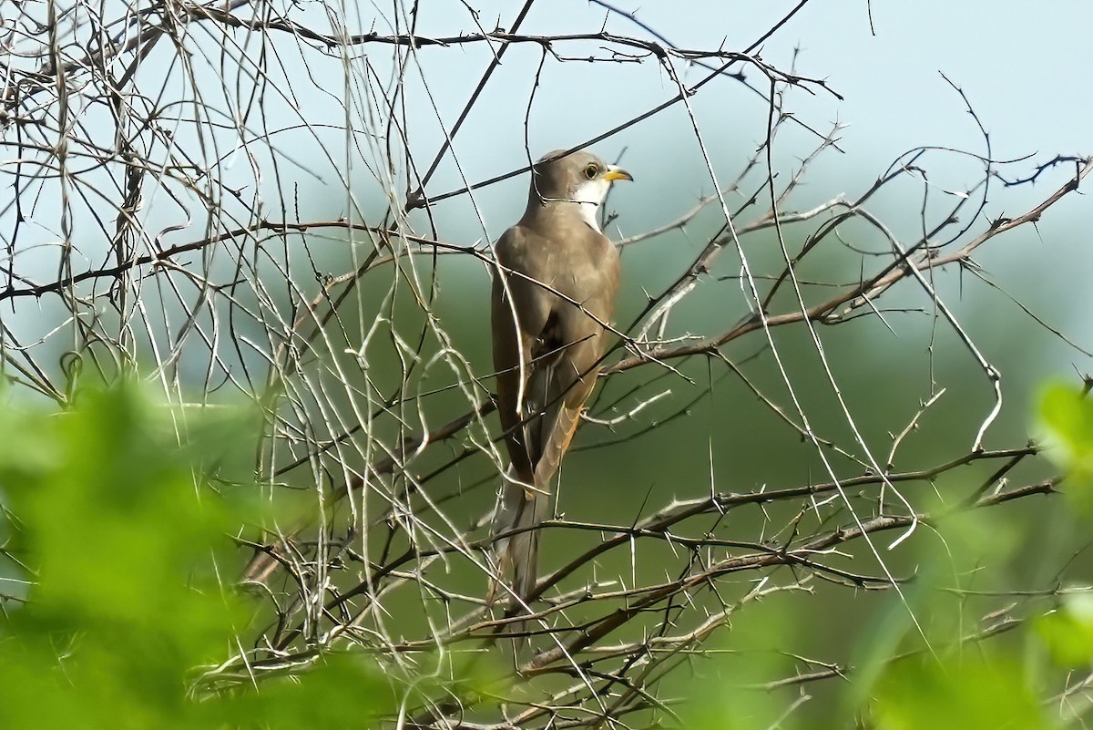 Желтоклювая пиайя - ML644685527