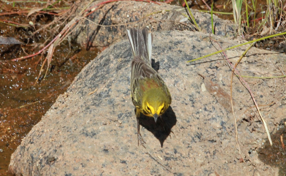 Prairie Warbler - ML644685531