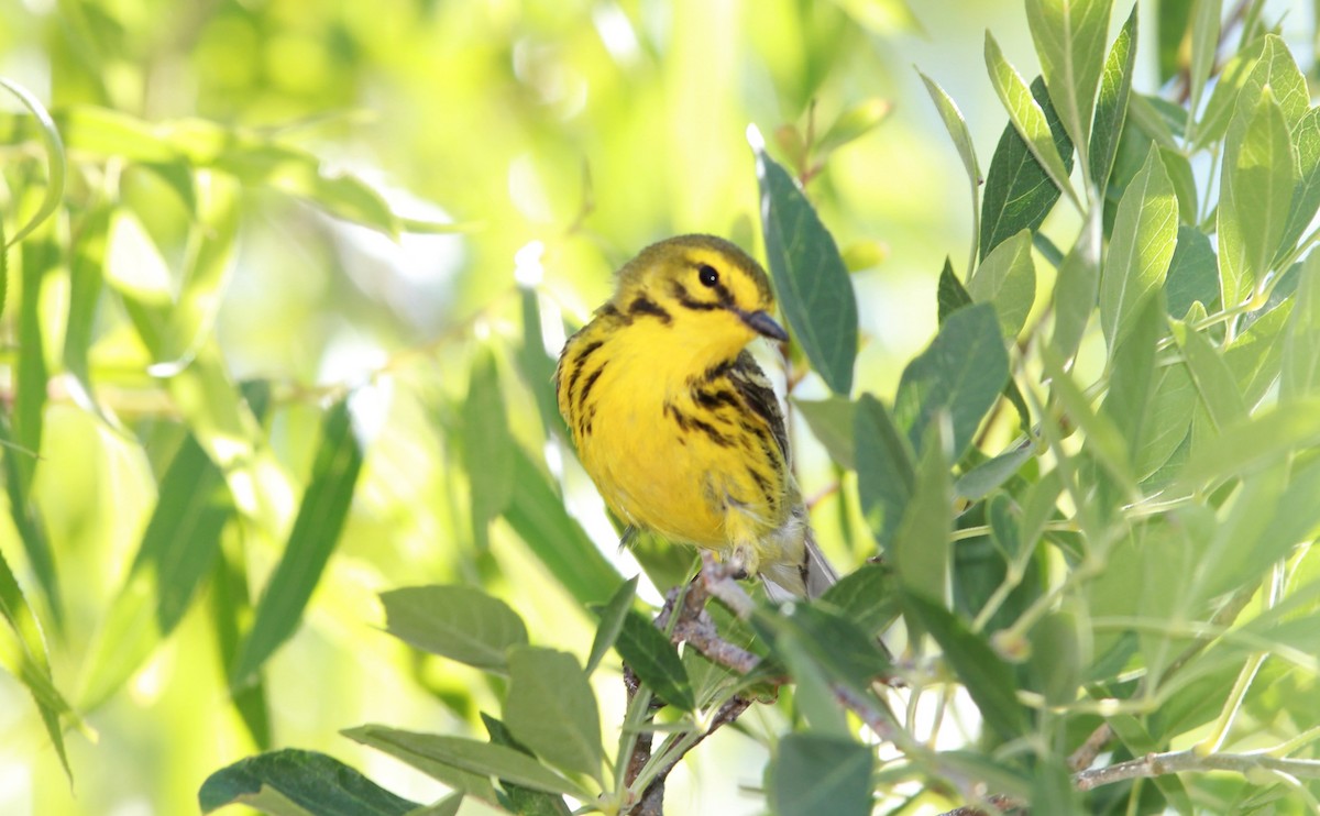 Prairie Warbler - ML644685532