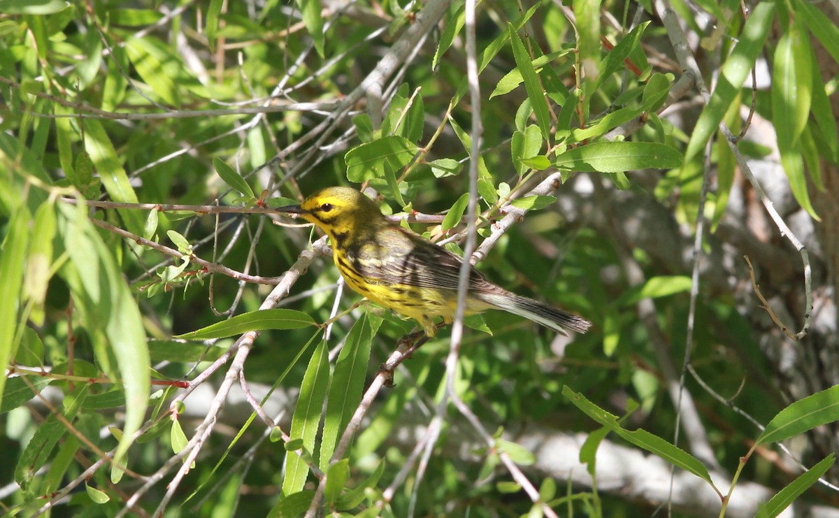 Prairie Warbler - ML644685533