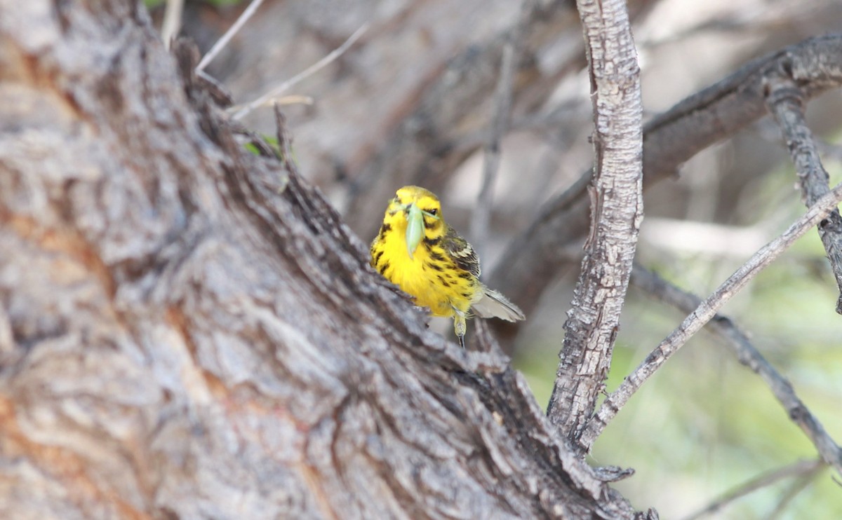 Prairie Warbler - ML644685534