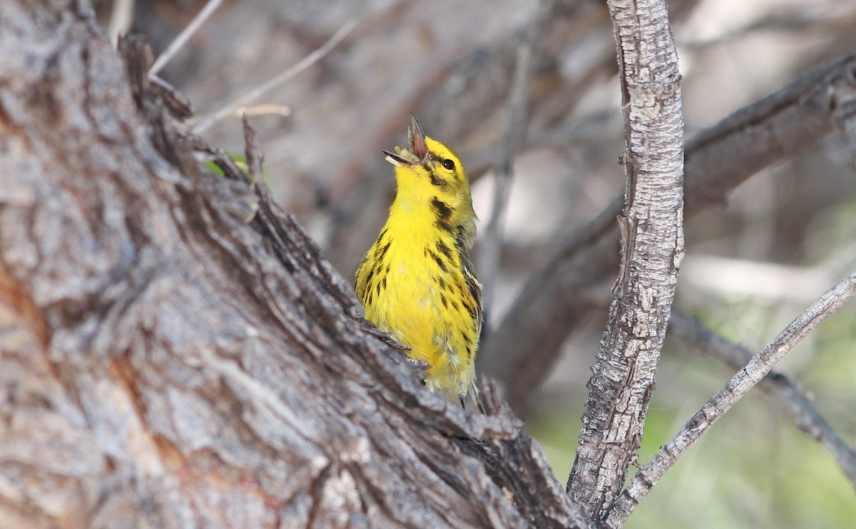 Prairie Warbler - ML644685535