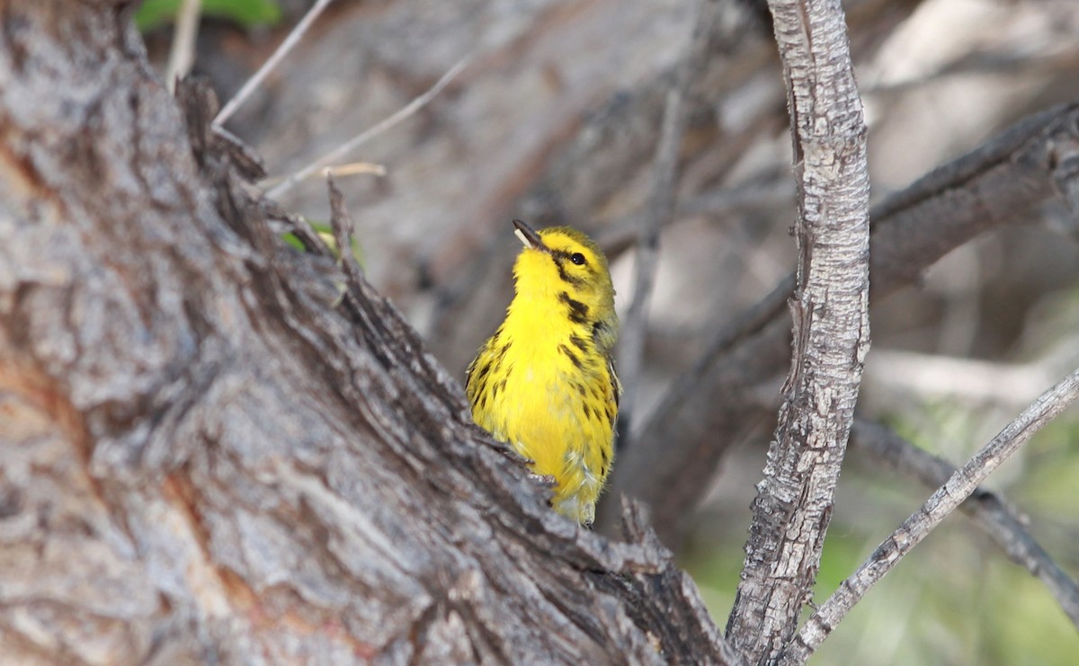 Prairie Warbler - ML644685536