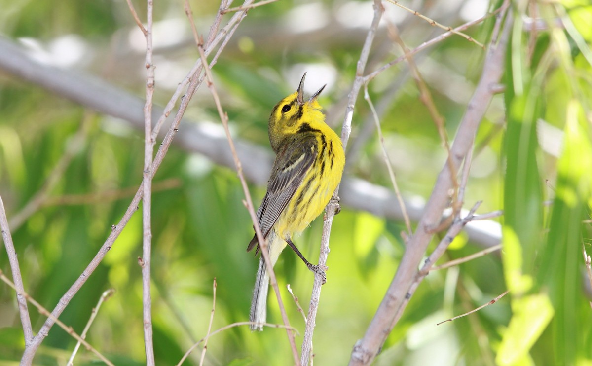 Prairie Warbler - ML644685537