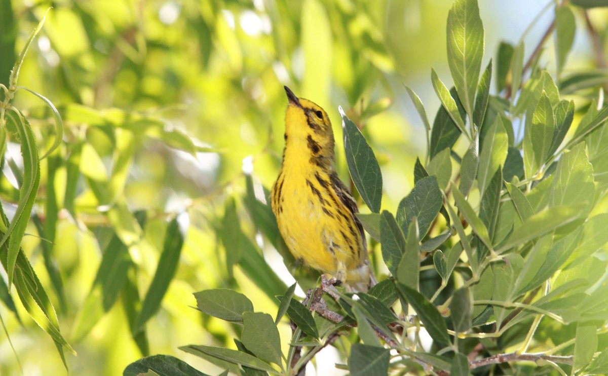 Prairie Warbler - ML644685538