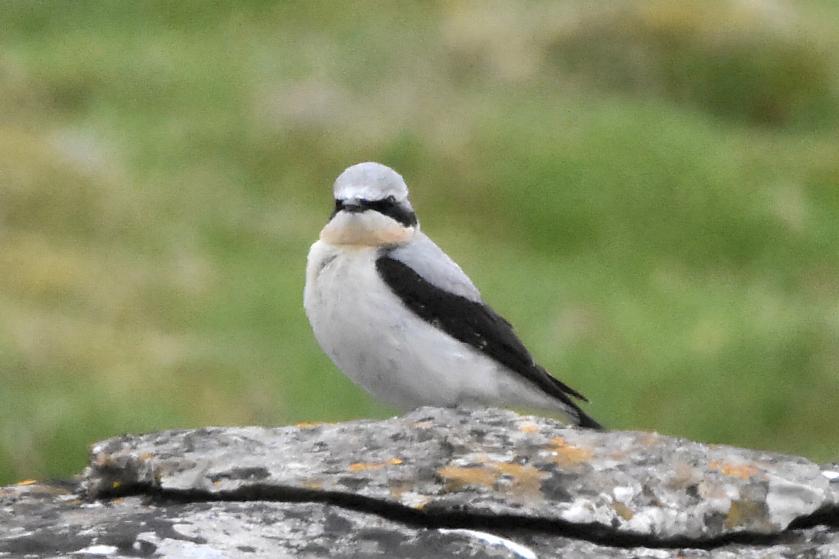 ハシグロヒタキ - ML644685539