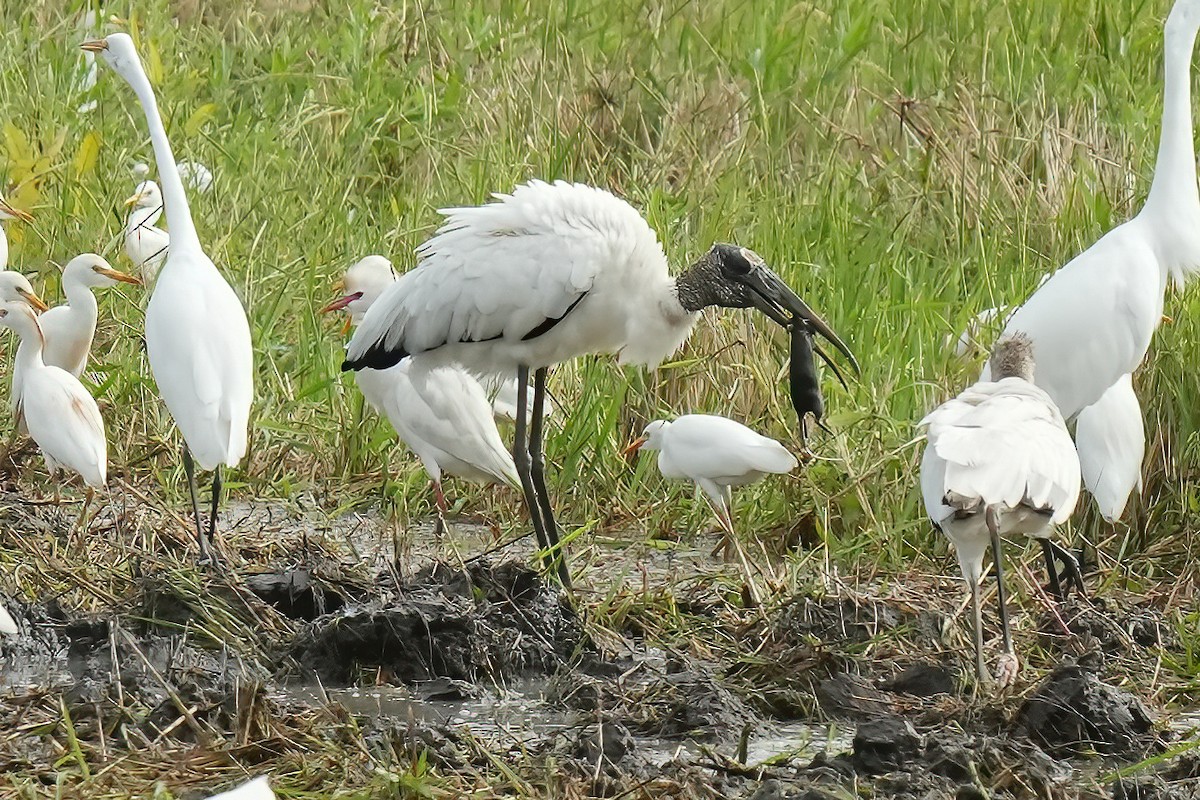 Wood Stork - ML644685540