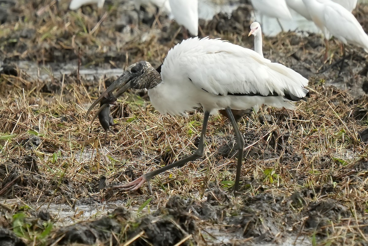Wood Stork - ML644685541