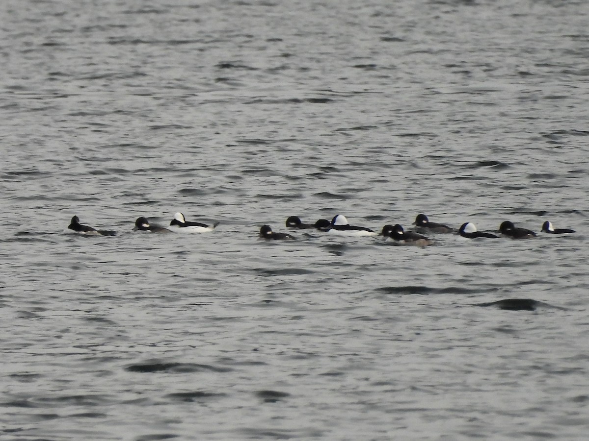 Гоголь-головастик - ML644685545