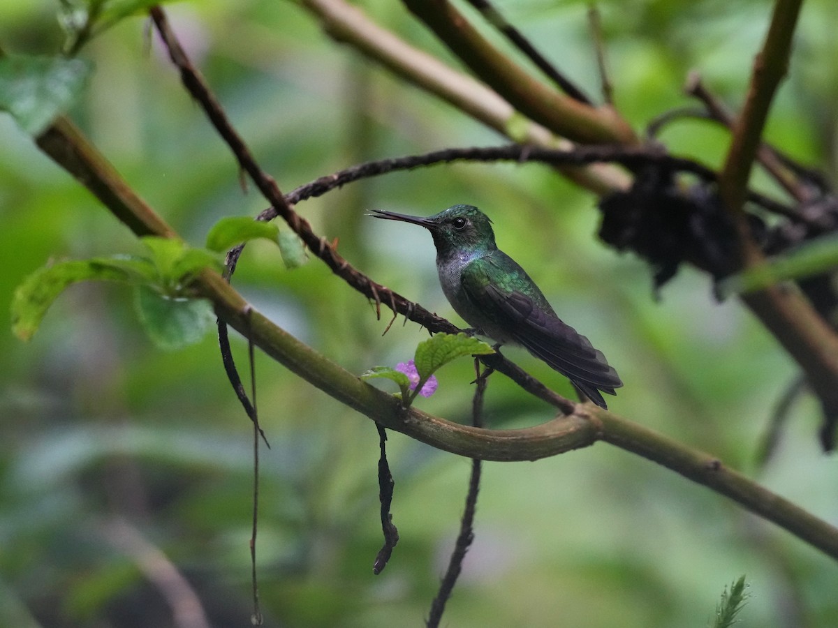 エメラルドハチドリ - ML644685546