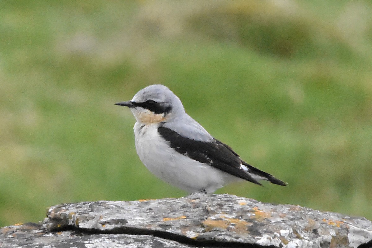 ハシグロヒタキ - ML644685547