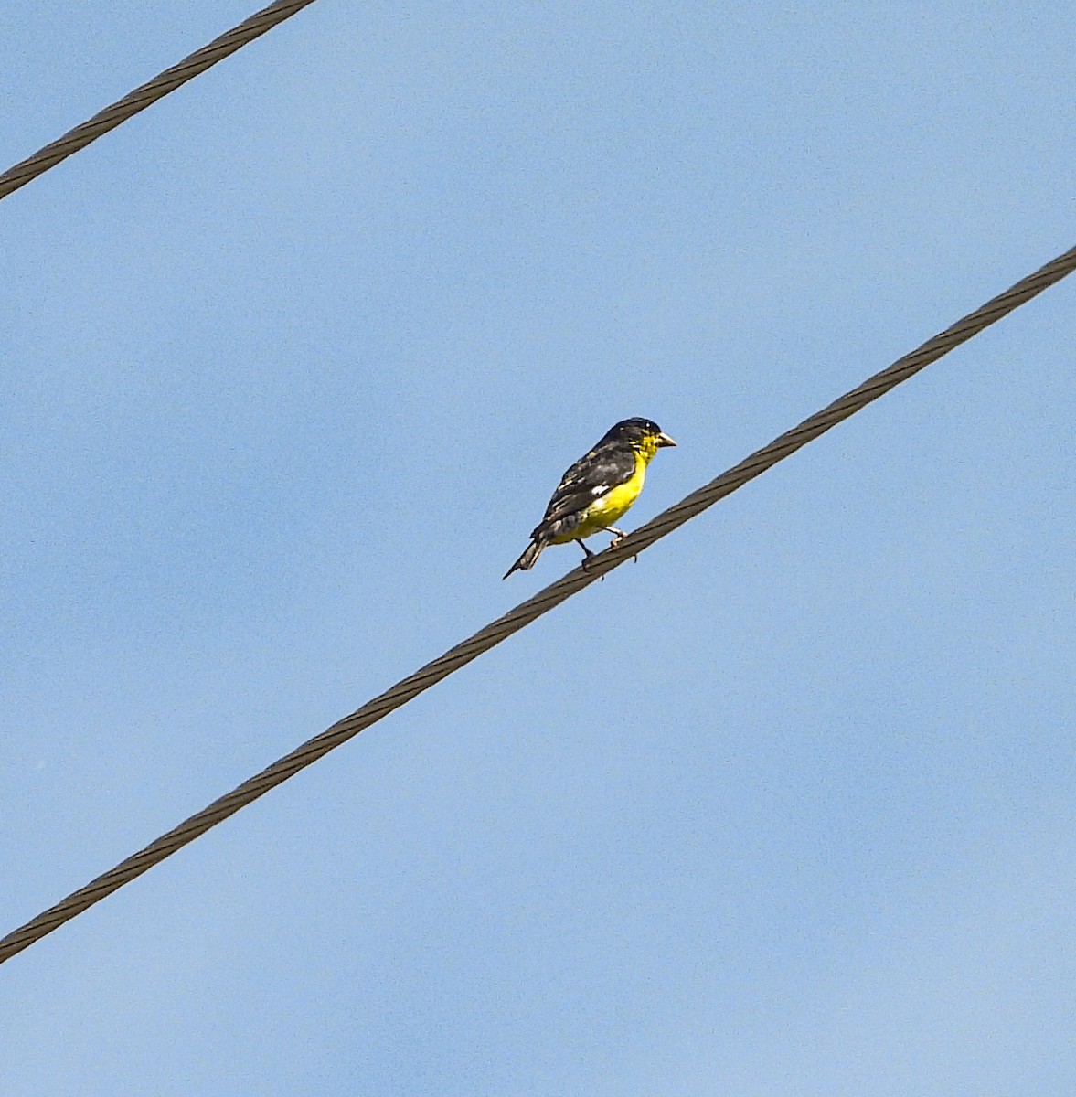 Чиж малий - ML644685549