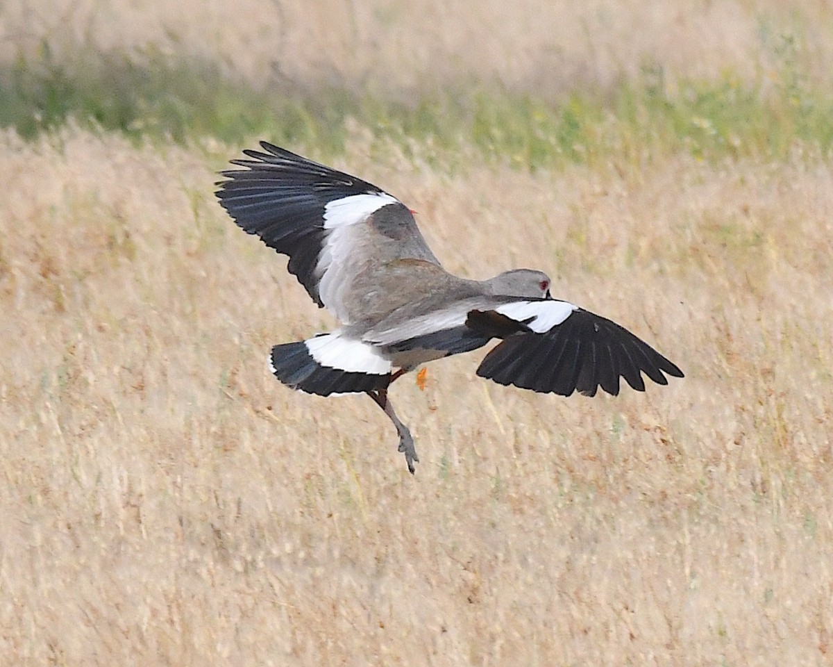 Southern Lapwing - ML644685550
