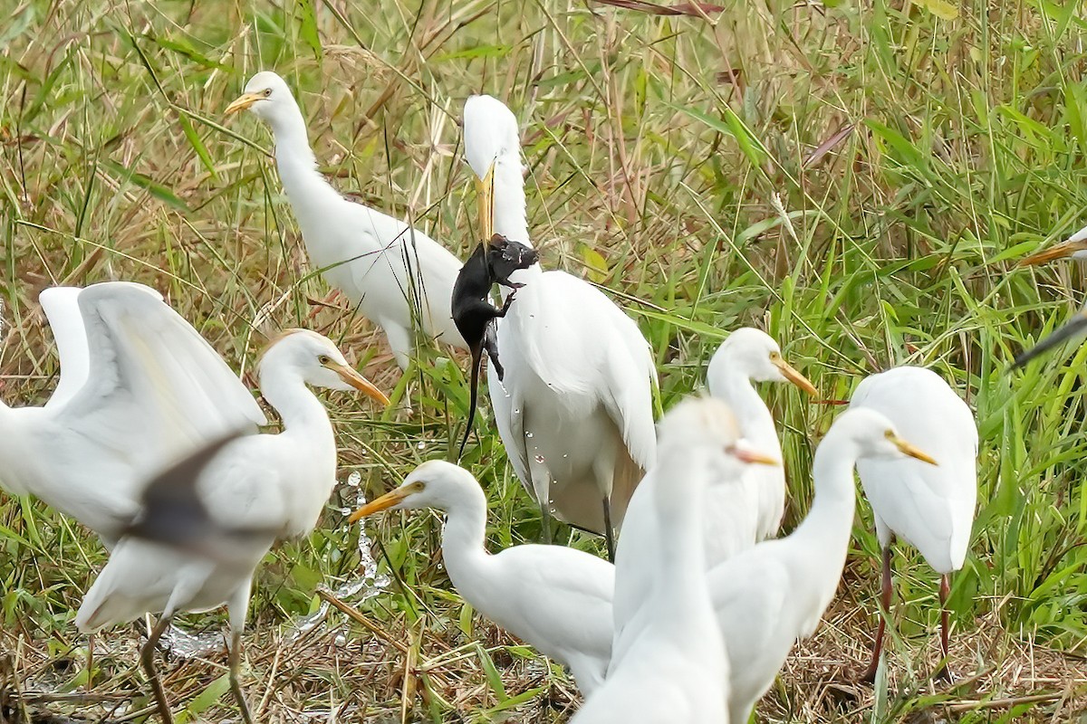 Great Egret - ML644685551
