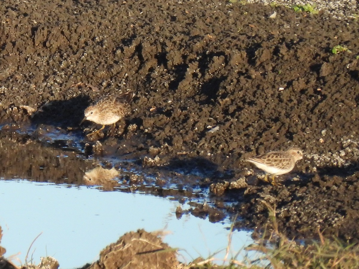 Least Sandpiper - ML644685552