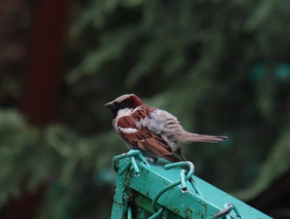 House Sparrow - ML644685553