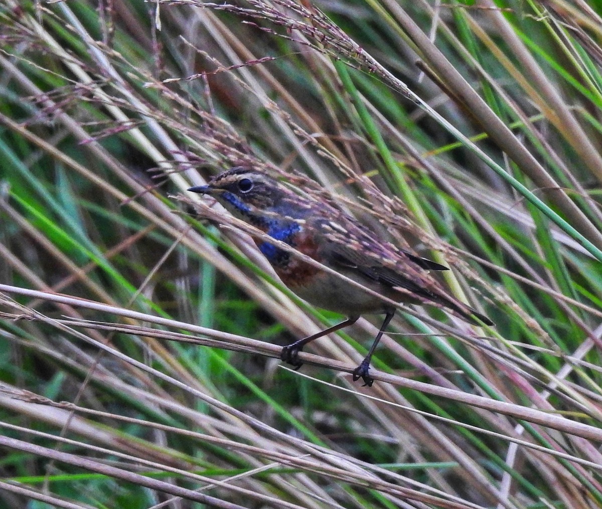 Bluethroat - ML644685555