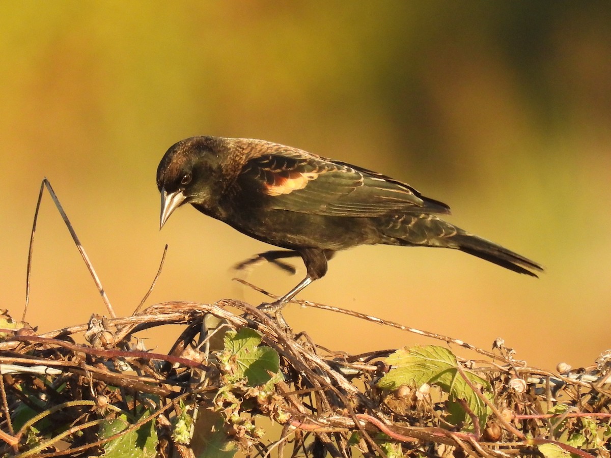 Red-winged Blackbird - ML644685558