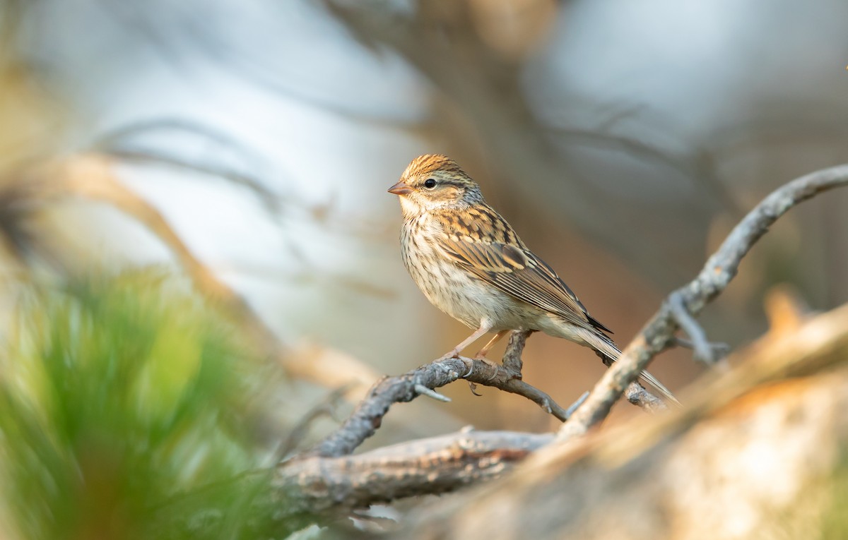 Chipping Sparrow - ML644685559